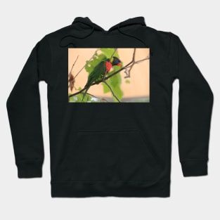 Rainbow Lorikeet Hoodie